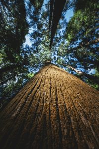 pexels-photo-34364088-34364088 A towering redwood tree viewed from below, capturing its textured bark and lush canopy.