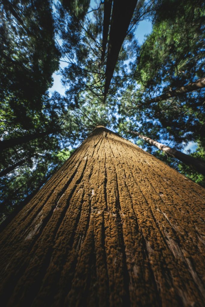pexels-photo-34364088-34364088 A towering redwood tree viewed from below, capturing its textured bark and lush canopy.