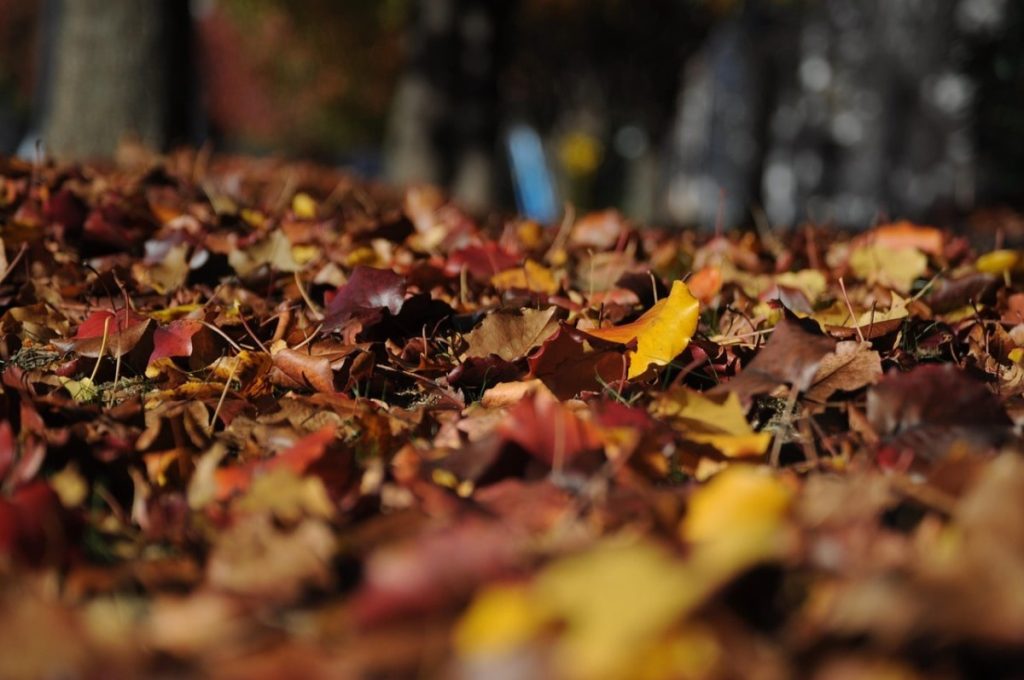 Orange and yellow tree leaves on the ground for hike off the turkey series