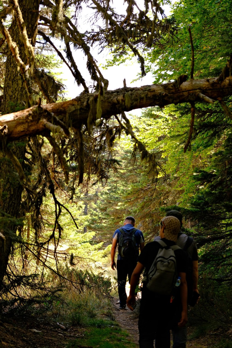 A group of adults hiking on a forest trail surrounded by lush greenery and natural scenery.