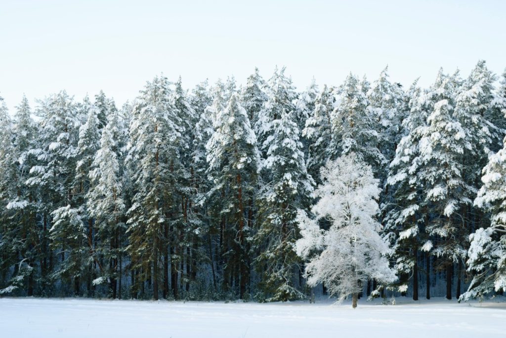Free stock photo of 4k nature, beauty, forest