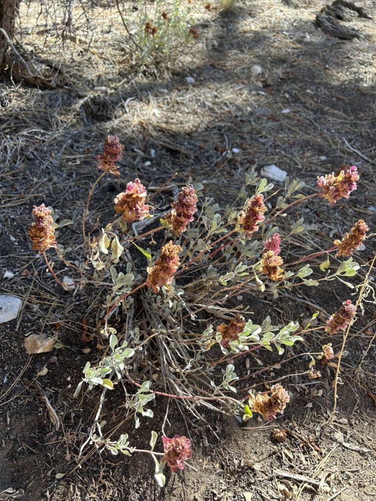 flora from big bear california trails