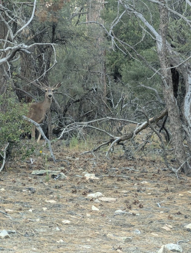 deer on hiking trail big bear trail etiquette