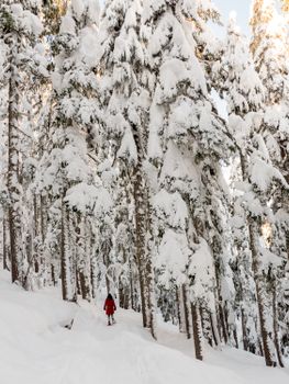 A person walks through a snowy forest in Comox-Strathcona, BC, creating a serene winter scene.