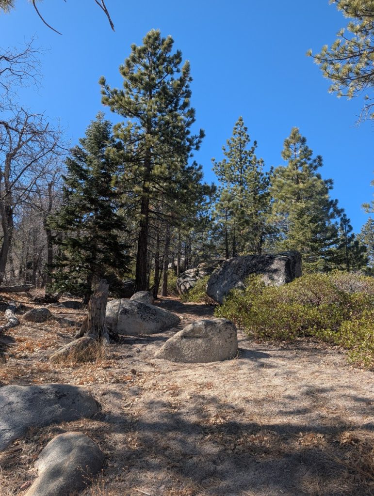 woodland trail thanksgiving hike big bear