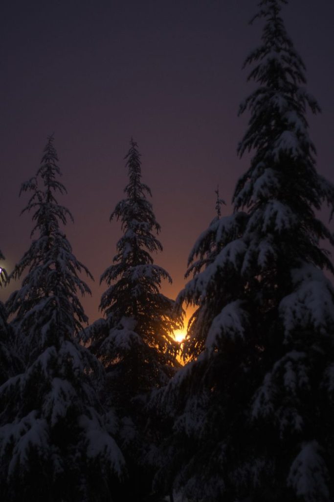 Capture of a tranquil winter sunrise peeking through snow-laden pine trees.
