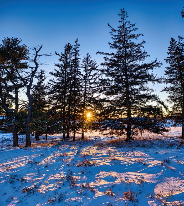 Beautiful winter sunset casting shadows through pine trees on snowy ground in Minnesota.