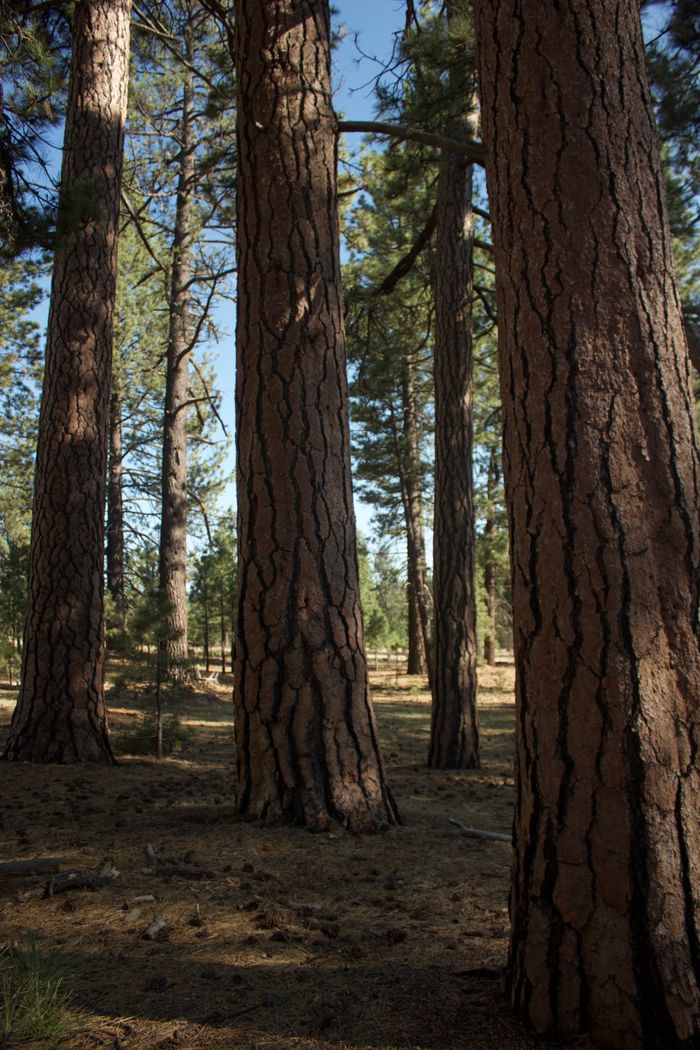 A tranquil view of tall pine trees in a peaceful forest setting.