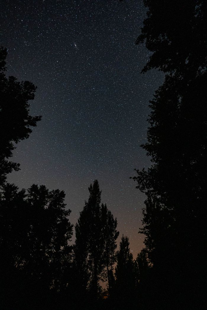 View of a star-filled night sky framed by the silhouette of a dense forest.