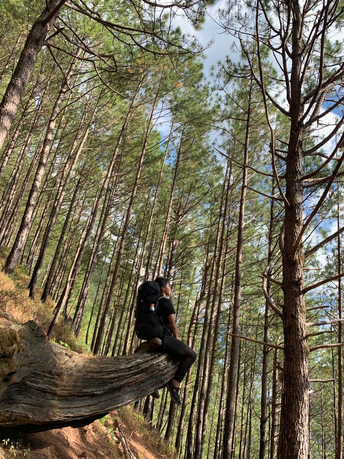 A lone hiker gazes at the majestic forest while sitting on a tree bend, enjoying nature's tranquility.