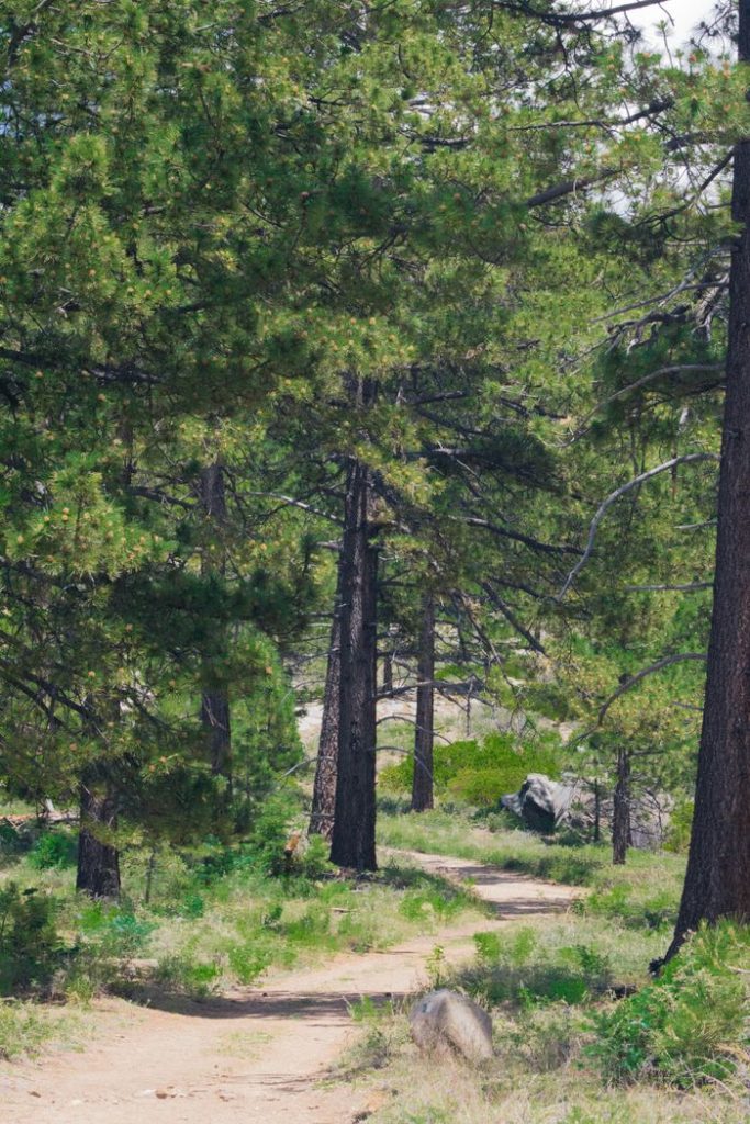 A serene path winds through a green pine forest under a clear sky, perfect for nature lovers.