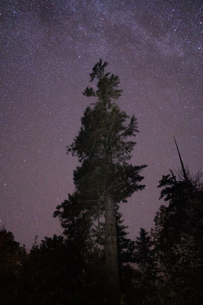 Majestic tree under a star-filled night sky in Washington's wilderness.