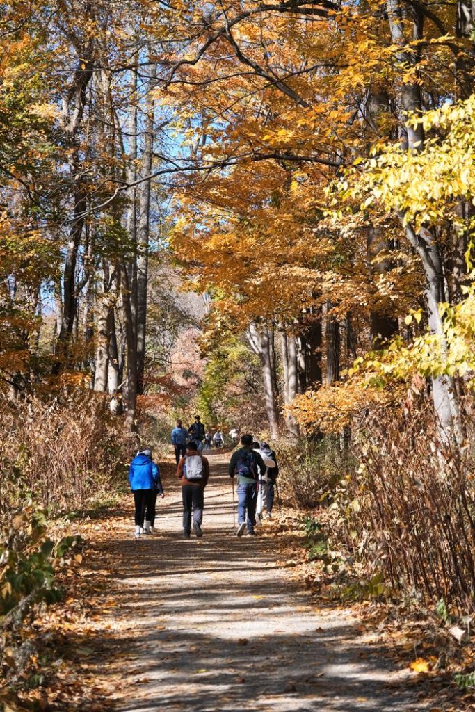 Group of people hiking on a forest trail during vibrant autumn season.