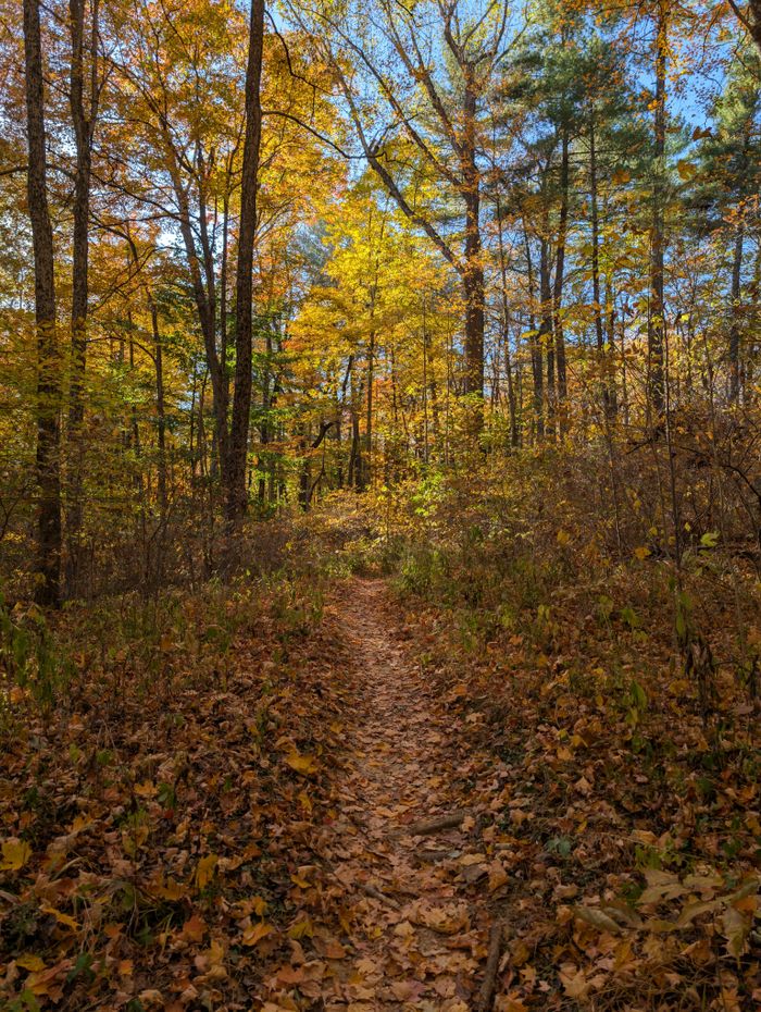 Pathway through a colorful autumn forest in Indiana, showcasing vibrant fall foliage.