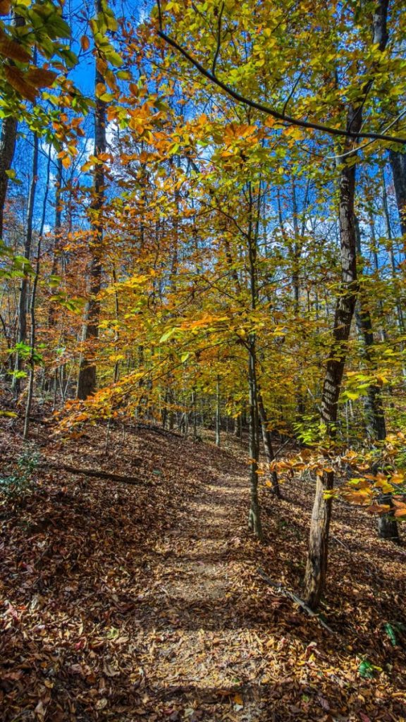 Path through vibrant fall foliage in a Georgia forest under a blue sky.