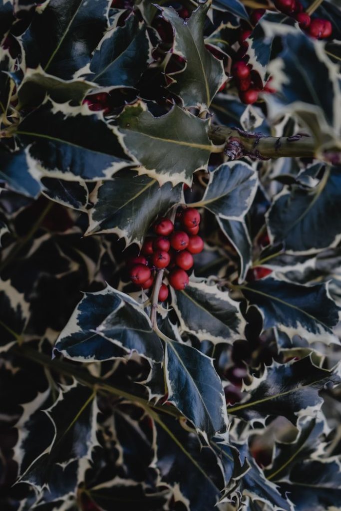 Beautiful close-up of a variegated holly branch with vibrant red berries in Bergamo, Lombardy.
