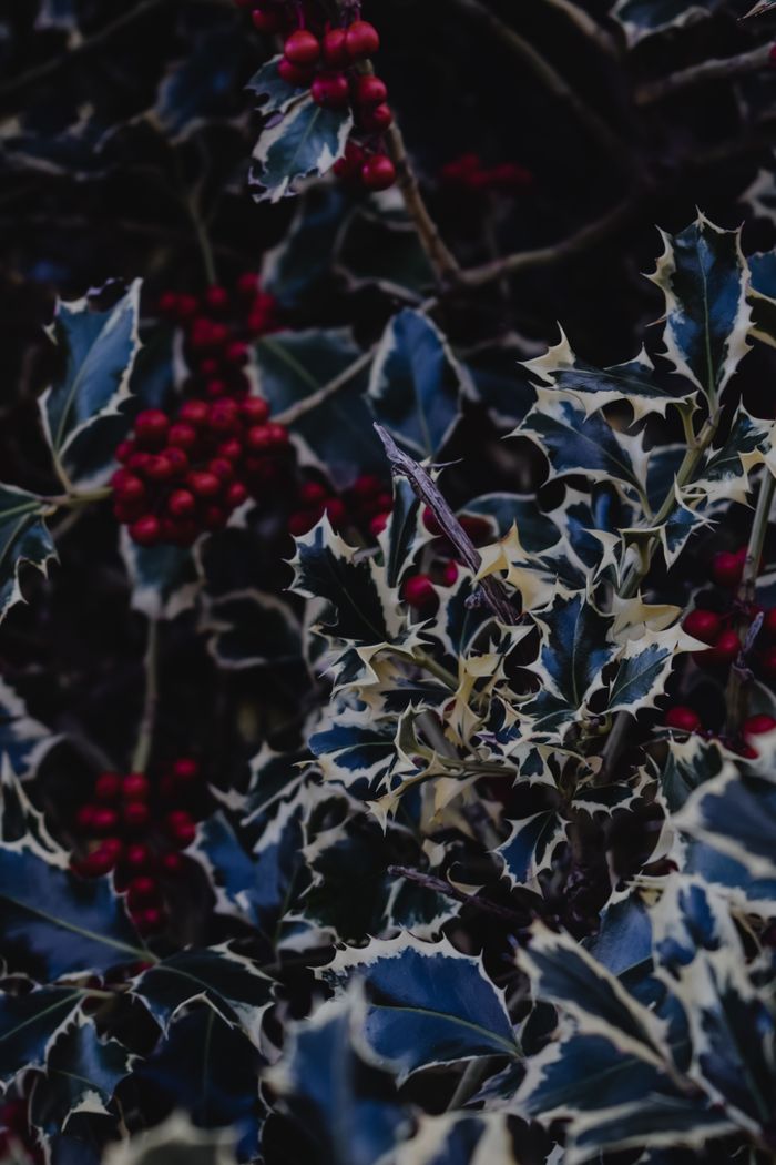 Close-up of holly plant with red berries and dark textured leaves, creating a moody natural scene.