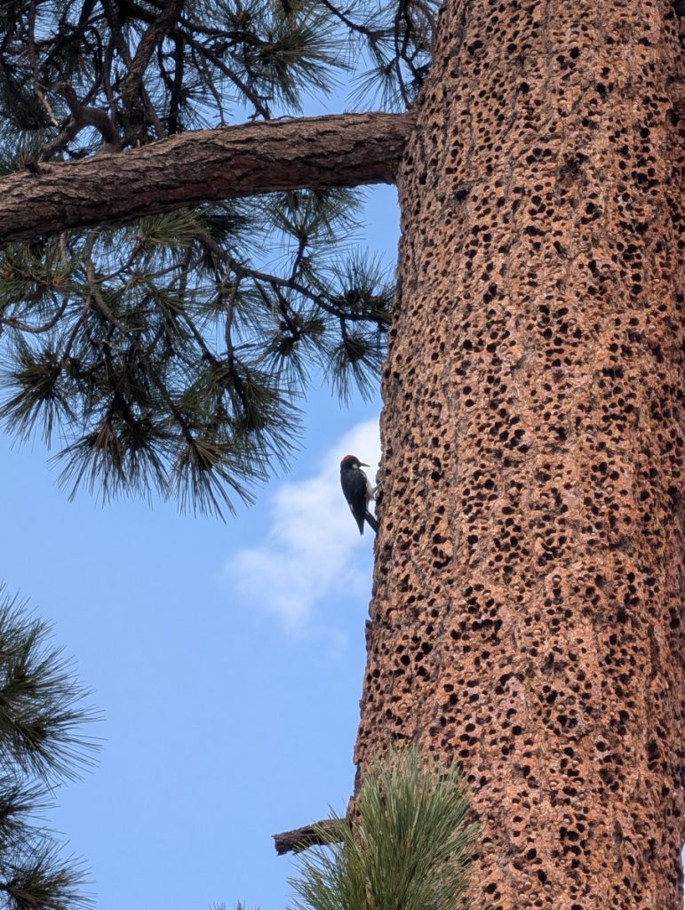woodpecker on tree on woodland trail