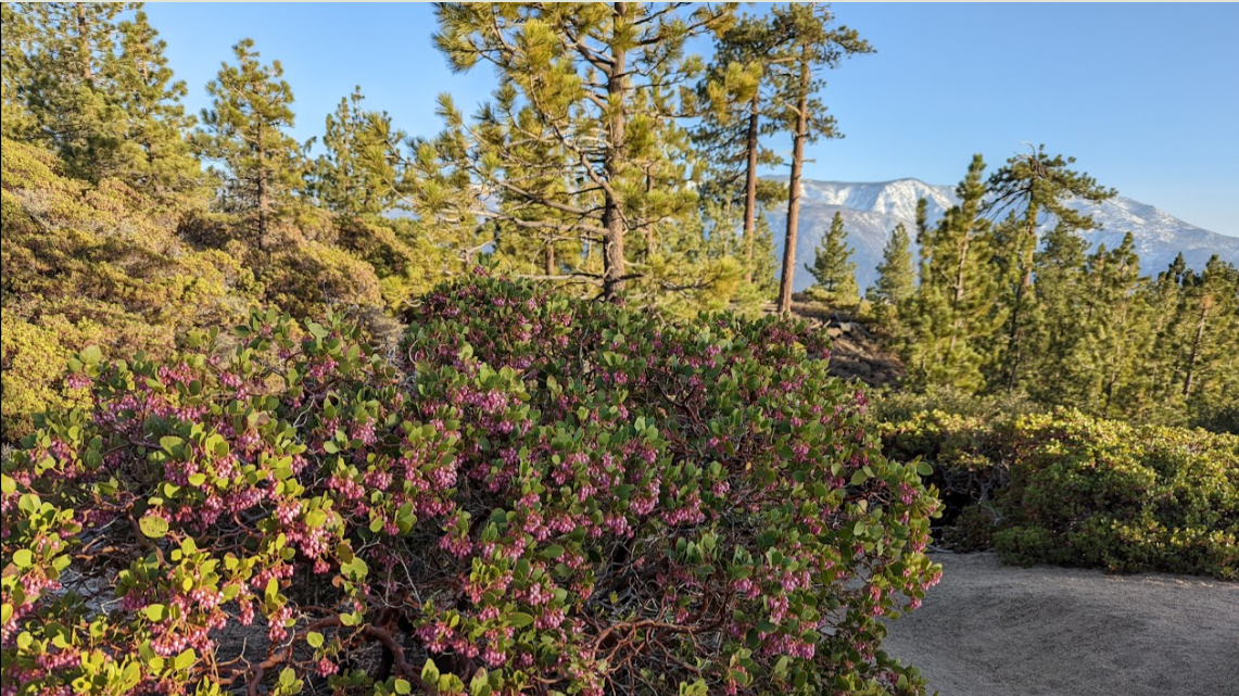 spring bush with san bernardino  mountains in background women's hiking retreats big bear