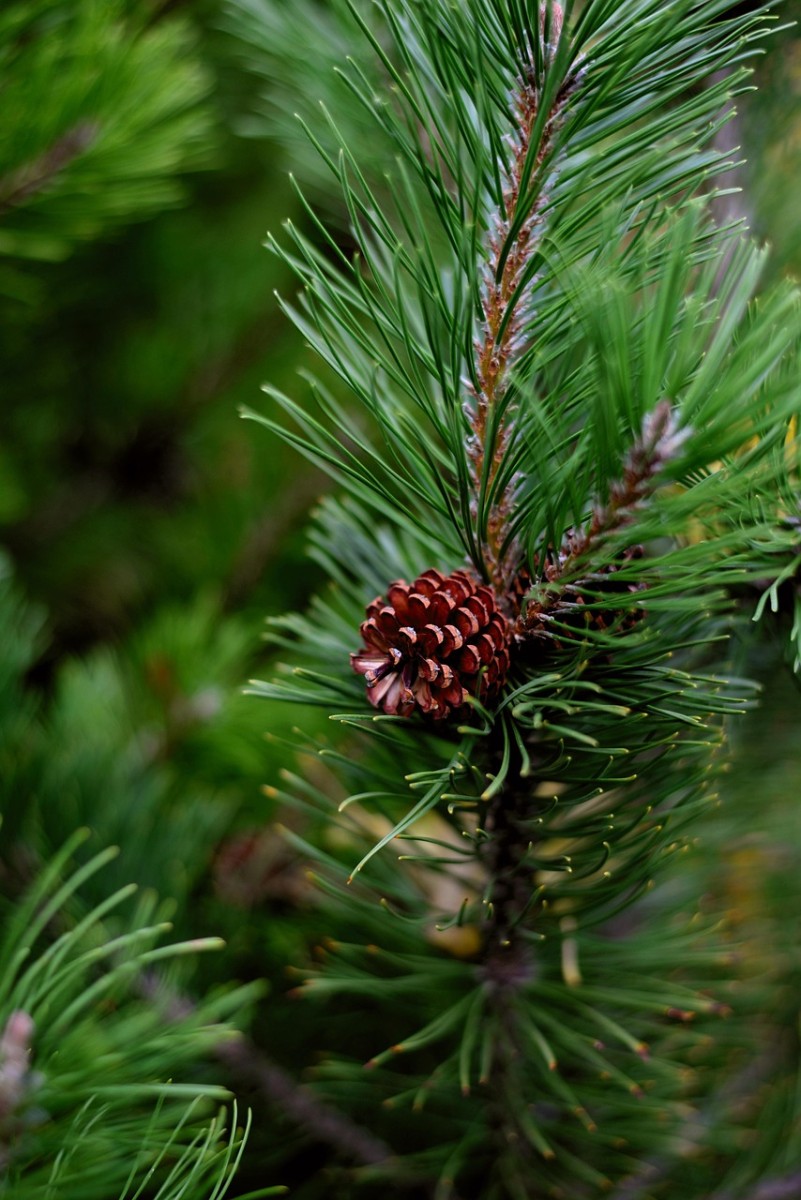 jaw, dwarf pine, conifer, pine family, pine needles, nature, tap, pine cones, pine branch, tree, branch, plant, evergreen