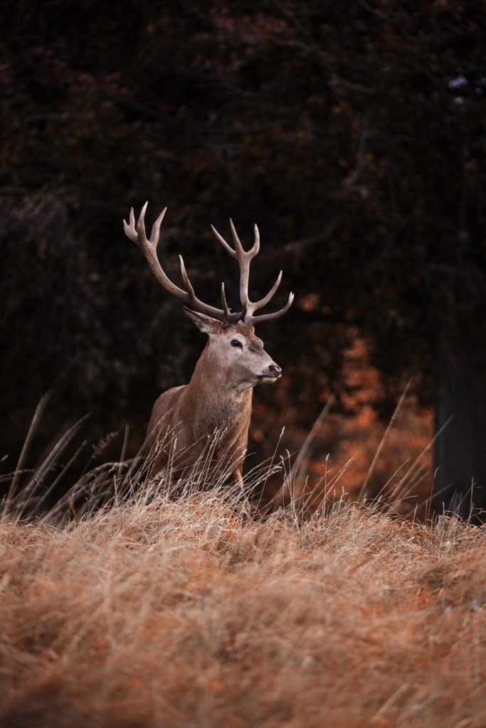 red deer, deer, meadow, animal, mammal, stag, wildlife, wilderness, forest, nature, deer, deer, deer, deer, deer