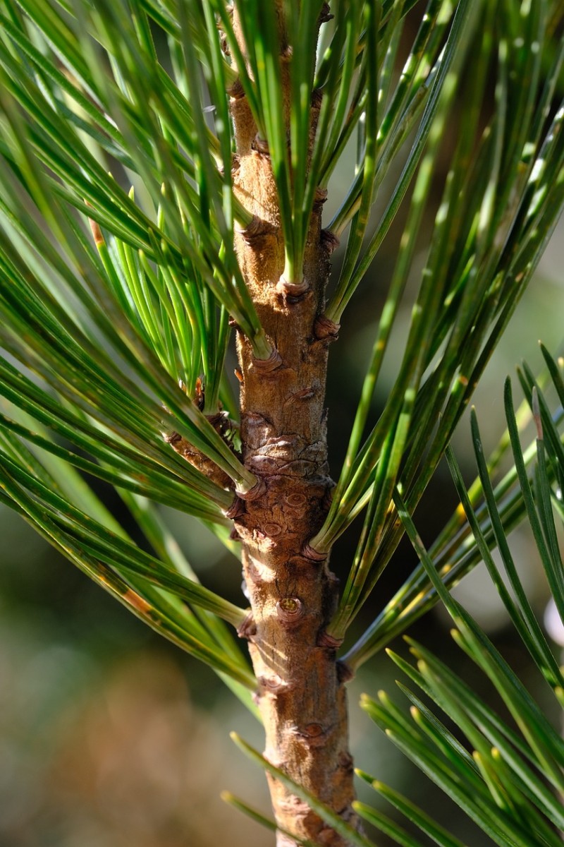 branch, pine needles, pine branch, needles, swiss stone pine, arbe, arve, stone pine, stone, pine pine needles