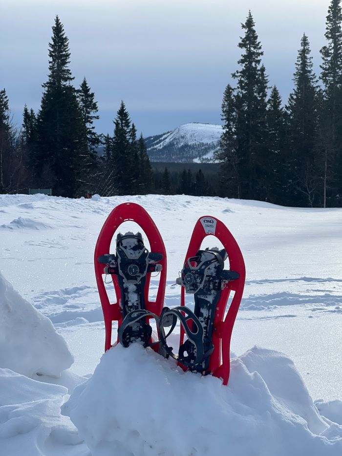 Pair of red snowshoes in snowy Scandinavian landscape with evergreen trees